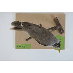 <em>Manorina melanocephala lepidota</em>, Noisy Miner. [B 7277]