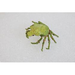 <em>Huenia australis</em>, crab. [J 23087]