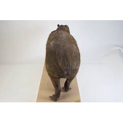 <em>Hydrochoeris hydrochaeris</em>, Greater Capybara. [C 30646]