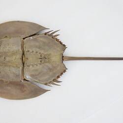 Family Limulidae, Horseshoe Crab. [J 76053]