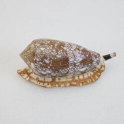 <em>Conus textile</em>, Textile Cone, model. [F 83612]