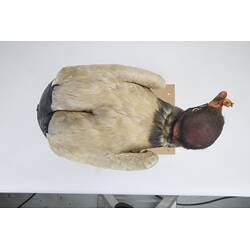 <em>Sarcoramphus papa</em>, King Vulture. [15129]