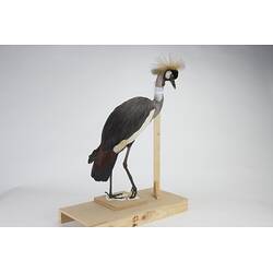 <em>Balearica regulorum regulorum</em>, Grey Crowned Crane. [55990]