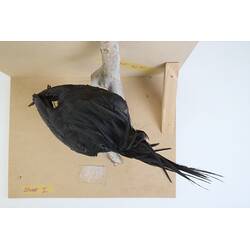<em>Probosciger aterrimus macgillivrayi</em>, Palm Cockatoo. [59126]