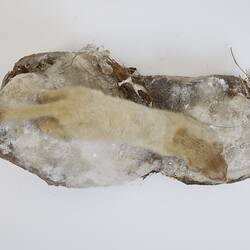 <em>Mustela erminea</em>, Ermine. [C 30004]