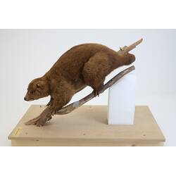 <em>Phalanger carmelitae</em>, Mountain Cuscus. [C 2912]