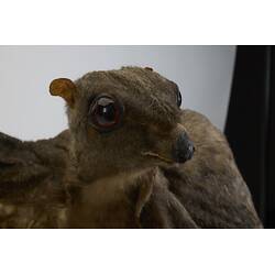 <em>Galeopterus variegatus</em>, Sunda Colugo. [C 30294]