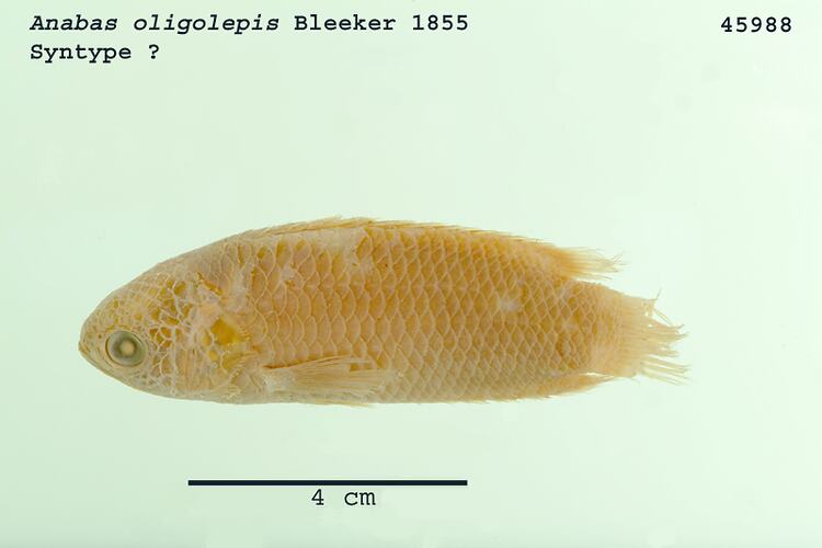 Fish specimen with scale bar, lateral view.