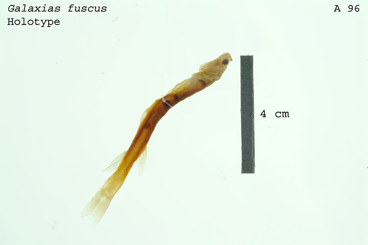 Fish specimen with scale bar.
