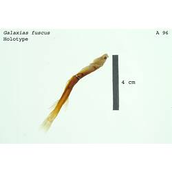 <em>Galaxias fuscus</em> Mack, 1936