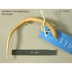 Dorsal view of skink with specimen labels.