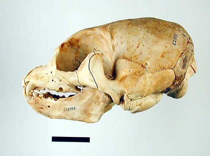 Lateral view of seal skull.