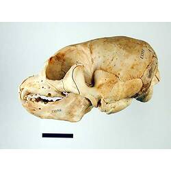 Lateral view of seal skull.