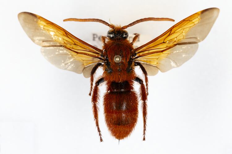 <em>Trisciloa ferruginea</em>, wasp. [HYM 98997]