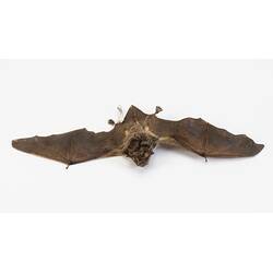 <em>Myotis macropus</em>, Australian Large-footed Mouse-eared Bat. [C 3687]