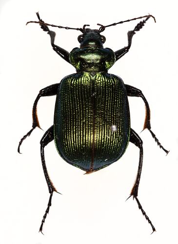 <em>Calosoma schayeri</em>, Green Carabid Beetle. [COL 143707]