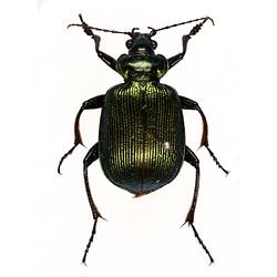 Our Wondrous Planet, Our Wild Family: Dry Specimen - Green Carabid Beetle, <em>Calosoma schayeri</em> Erichson, 1842