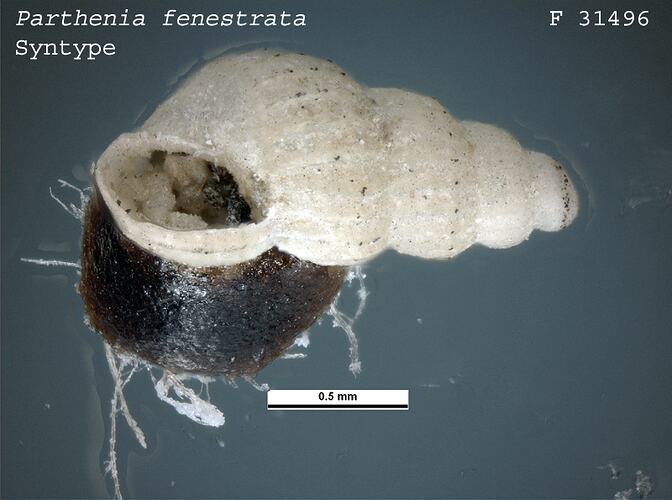 <em>Parthenia fenestrata</em>, marine snail.  Syntype.  R.F. Geale Collection.  Registration no. F 31496.