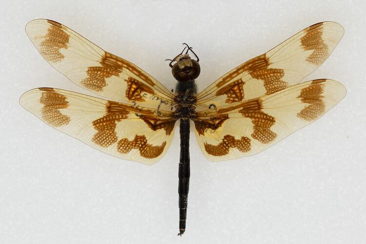 <em>Rhyothemis graphiptera</em>, Graphic Flutterer. [ODO 789]