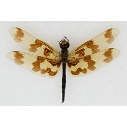 Our Wondrous Planet, Our Wild Family: Dry Specimen - Graphic Flutterer, <em>Rhyothemis graphiptera</em> (Rambur, 1842)