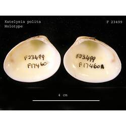 Two bivalve valves, interior view with handwritten labels visible.