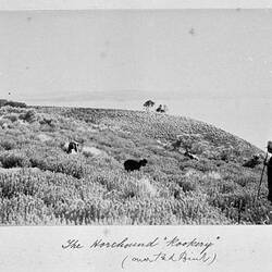 Photograph - 'The Horehound Rookery, by A.J. Campbell, Phillip Island, Victoria, Nov 1896