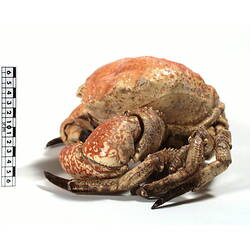 Side view of crab beside scale bar.