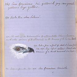 Annotations and bird illustration on Osbert Salvin [Collected articles from The Ibis on the ornithology of Central America]