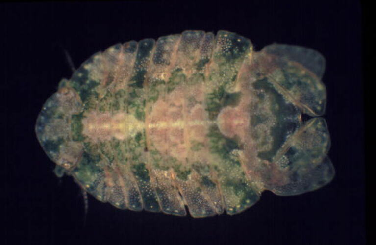 Dorsal view of isopod specimen.