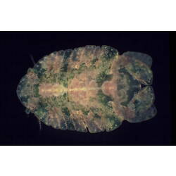 Dorsal view of isopod specimen.
