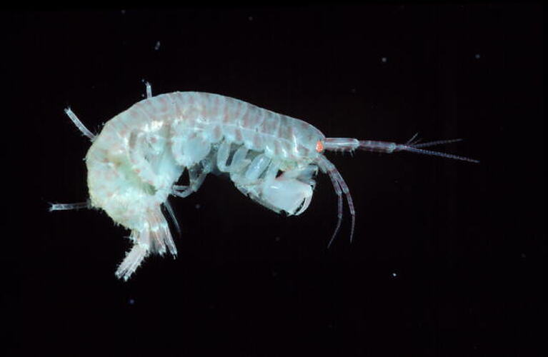 Lateral view of amphipod specimen.