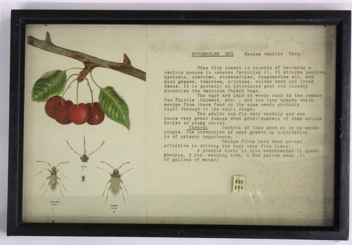 Botanical Specimen Display - Rutherglen Bug