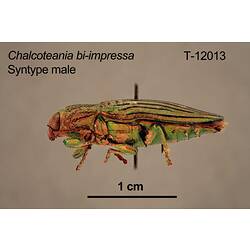 Jewel beetle specimen, male, lateral view.