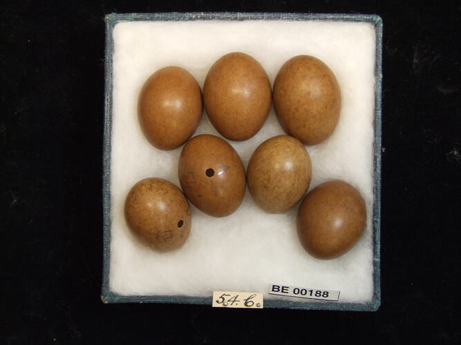 Seven bird eggs with specimen labels in box.