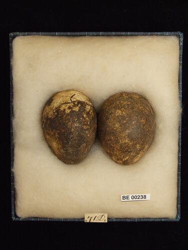 Two bird eggs with specimen labels in box.