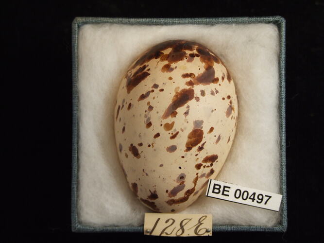 Bird egg with specimen labels in box.