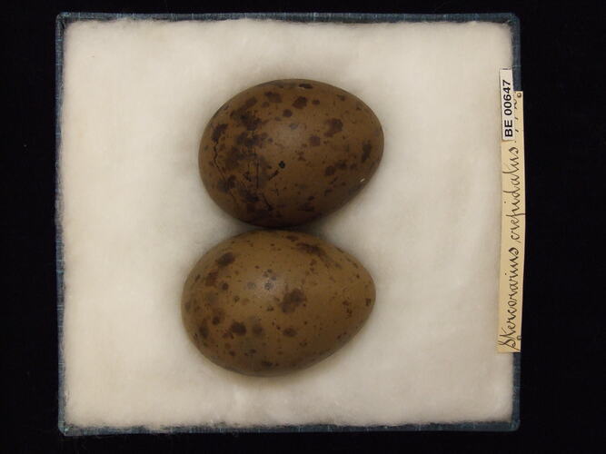 Two bird eggs with specimen labels in box.