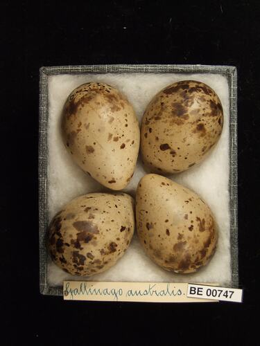 Four bird eggs with specimen labels in box.