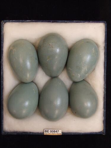 Six bird eggs with specimen labels in box.