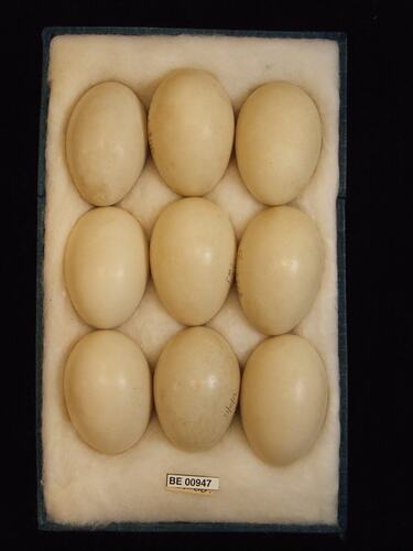 Nine bird eggs with specimen labels in box.