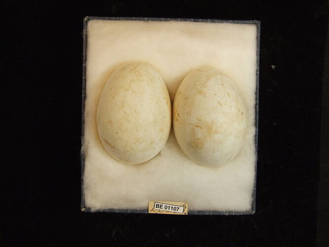 Two bird eggs with specimen labels in box.