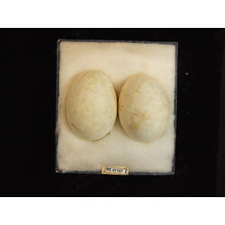 <em>Icthyophaga leucogaster</em>