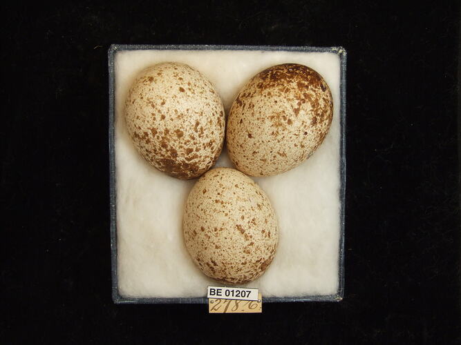 Three bird eggs with specimen labels in box.