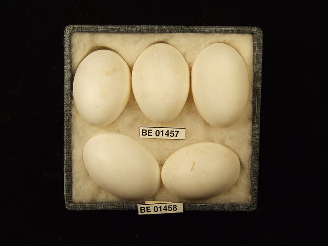 Five bird eggs with specimen labels in box.