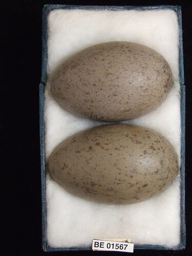 Two bird eggs with specimen labels in box.