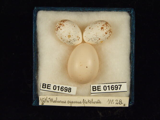 Three bird eggs with specimen labels in box.