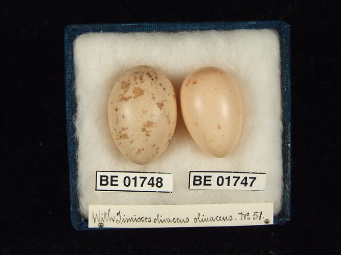 Two bird eggs with specimen labels in box.
