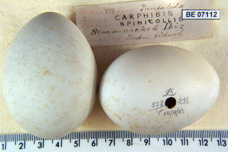 Two bird eggs and specimen labels beside ruler.