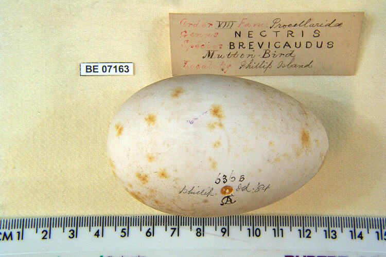 Bird egg with specimen labels beside ruler.