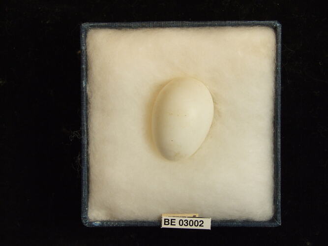 Bird egg in box with labels.